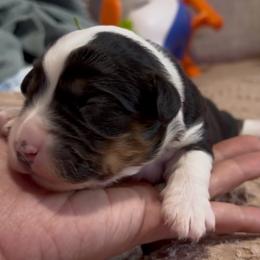 Green collar - Black tri female Miniature American Shepherd puppy in Pueblo West, Colorado from Bear River Ranch LLC