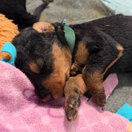 Harvey (green) - Black and tan male Airedale Terrier puppy in Akron, Ohio from Green Family Companion Kennel, LLC