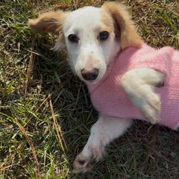 Dachshund All Grown Up from Doxie Bunch
