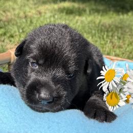 Primrose Pink Female - Black female German Shepherd puppy in Buffalo, West Virginia from Z Tykev Vino LLC