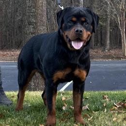 Cersei - Black and mahogany female Rottweiler puppy in Prosperity, South Carolina from Michelle's Rottweilers