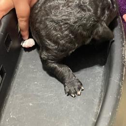 Moon - Black female Labradoodle puppy in Craig, Nebraska from Top Knot Companions Poodles and Labradoodles