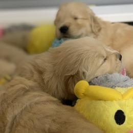 Golden Retrievers from Novella Golden Retrievers