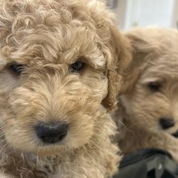 Goldendoodles from Grandview Goldendoodles