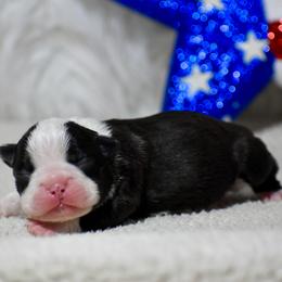 Justice - Black and white female Boston Terrier puppy in Gober, Texas from Trigger Time Kennels