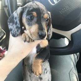 Dachshund Puppies from Hursh’s Hounds