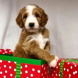 "English Goldendoodle Puppy from Moss Creek Goldendoodles" Goldendoodle and Schnoodle Puppies from Moss Creek Goldendoodles