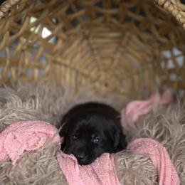 Miss Blue - Black female Labrador Retriever puppy in Morrill, Kansas from Grimm Girls Farm