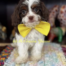 Ariel - Tri-color female Cavapoo puppy in Hesperia, California from McCraws N Paws