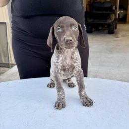 Iris - Liver roan female German Shorthaired Pointer puppy in Glennville, Georgia from Andre Family Farms & Kennels