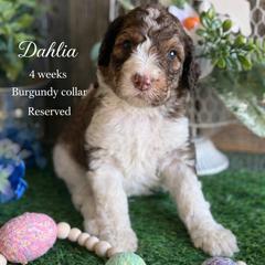 Dahlia-burgundy collar - Parti female Saint Berdoodle puppy in Paw Paw, Michigan from ProAct Canines