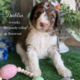 Dahlia-burgundy collar - Parti female Saint Berdoodle puppy in Paw Paw, Michigan from ProAct Canines