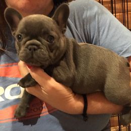 French Bulldog Puppies from Crooked C Ranch