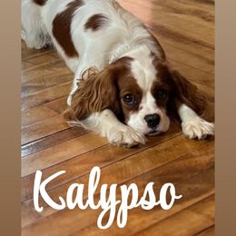 Kalypso - Cavalier King Charles Spaniel
