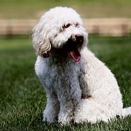 Callie - Australian Labradoodle