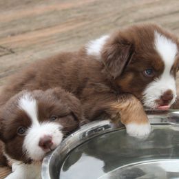 Australian Shepherd puppies from Starlit Grove Australian Shepherds