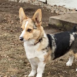 Tikka - American Corgi