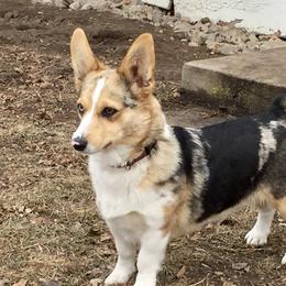Tikka - American Corgi