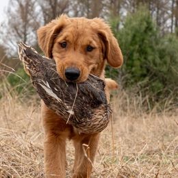 Golden Retrievers from Moose Golden Retriever