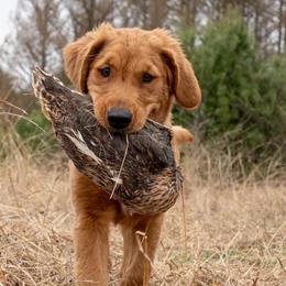 Golden Retrievers from Moose Golden Retriever