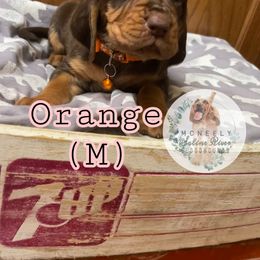 Bloodhound Puppies from McNeely Saline River Bloodhounds