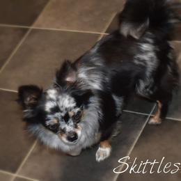 Skittles - Chihuahua
