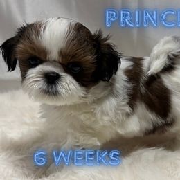 Prince - Silver gold and white male Shih Tzu puppy in Hayden, Idaho from Phoenix Shih Tzu