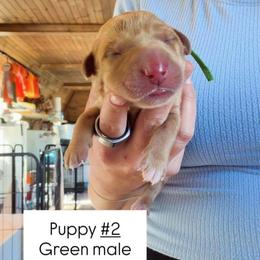 Green Collar - Yellow male Labrador Retriever puppy in Sumerduck, Virginia from Cedar Mountain Retrievers