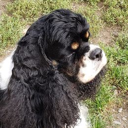 Cocker Spaniels and Shetland Sheepdogs from Ashlaur