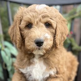 Buddy - Red  Goldendoodle puppy in Saint John, Indiana from Lulu's Goldendoodles