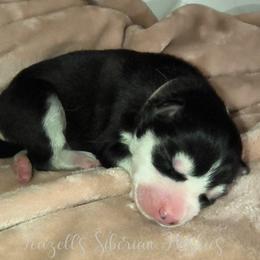 Calypso - Black and white female Siberian Husky puppy in Richland, Mississippi from Feazell’s Siberian Huskies