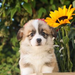 Foxy - Sable female Pembroke Welsh Corgi puppy in Caliente, California from Rafter Cross 7