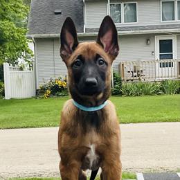 Belgian Malinois Puppies from Pyrex Kennels
