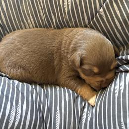 RTF 2 - Red tri-color female Australian Shepherd puppy in Bainbridge, Ohio from CK Aussies