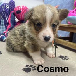 Cosmo - Sable male Pembroke Welsh Corgi puppy in Apison, Tennessee from Ashmore Corgis