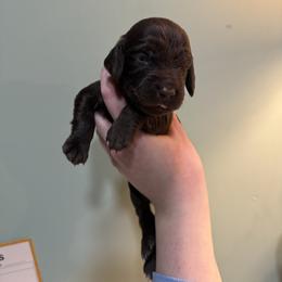 Green Boy - Liver male Boykin Spaniel puppy in Northport, Alabama from Blue Creek Boykins