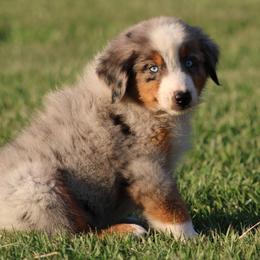 Blue Merle Male 3 - Blue merle male Australian Shepherd puppy in Northport, Alabama from Sipsey River Australian Shepherds