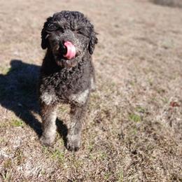 Pumpkin - Black female Whoodle puppy in Andalusia, Alabama from Kaleidoscope Kennels