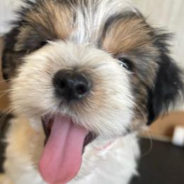 Red - Parti male Yorkshire Terrier puppy in Cocoa, Florida from SummerTime AKC Yorkies