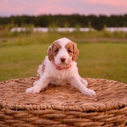 Dolly - Parti female Goldendoodle puppy in Farmville, North Carolina from The Farmers Doodle
