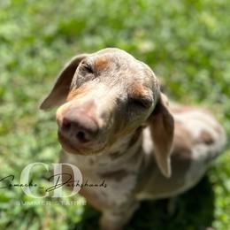 Dachshund Puppies from Camacho_Dachshunds