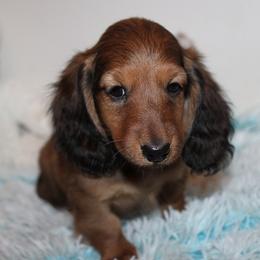 Boy 1 - Red male Dachshund puppy in Craig, Colorado from Rocky Mountain Shih Tzus and Dry Creek Miniature Dachshunds