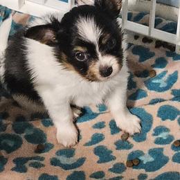 Rusty - White black and tan male Papillon puppy in Fulton, Missouri from Papillon Love