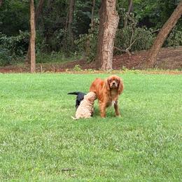 Roy - Apricot male Cavapoo puppy in Lawton, Oklahoma from Lindsey’s Cavies