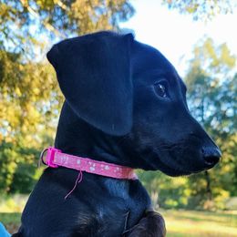 Lacie - Dachshund