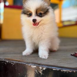 Zoro - Cream parti male Pomeranian puppy in San Antonio, Texas from San Antonio Pomeranian
