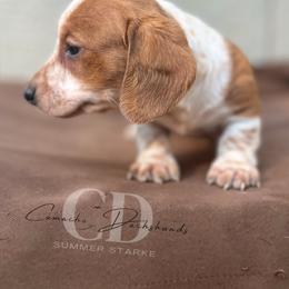 Dachshund Puppies from Camacho_Dachshunds