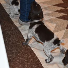 Gray collar - Liver and white male German Shorthaired Pointer puppy in Riverdale, Michigan from Ninemire Farm