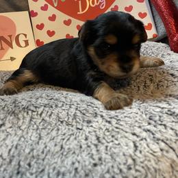 Leo - Black and tan male Yorkshire Terrier puppy in Taylorsville, North Carolina from Mountain Top Hot Tailz