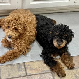 Poodle Puppies from Wanda Burton